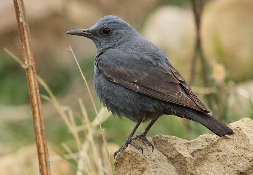 ����� �������� �����